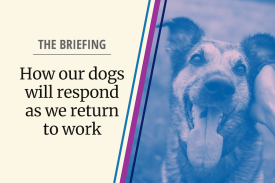 Photo of dog with text &quot;The briefing. How our dogs will respond as we return to work&quot;